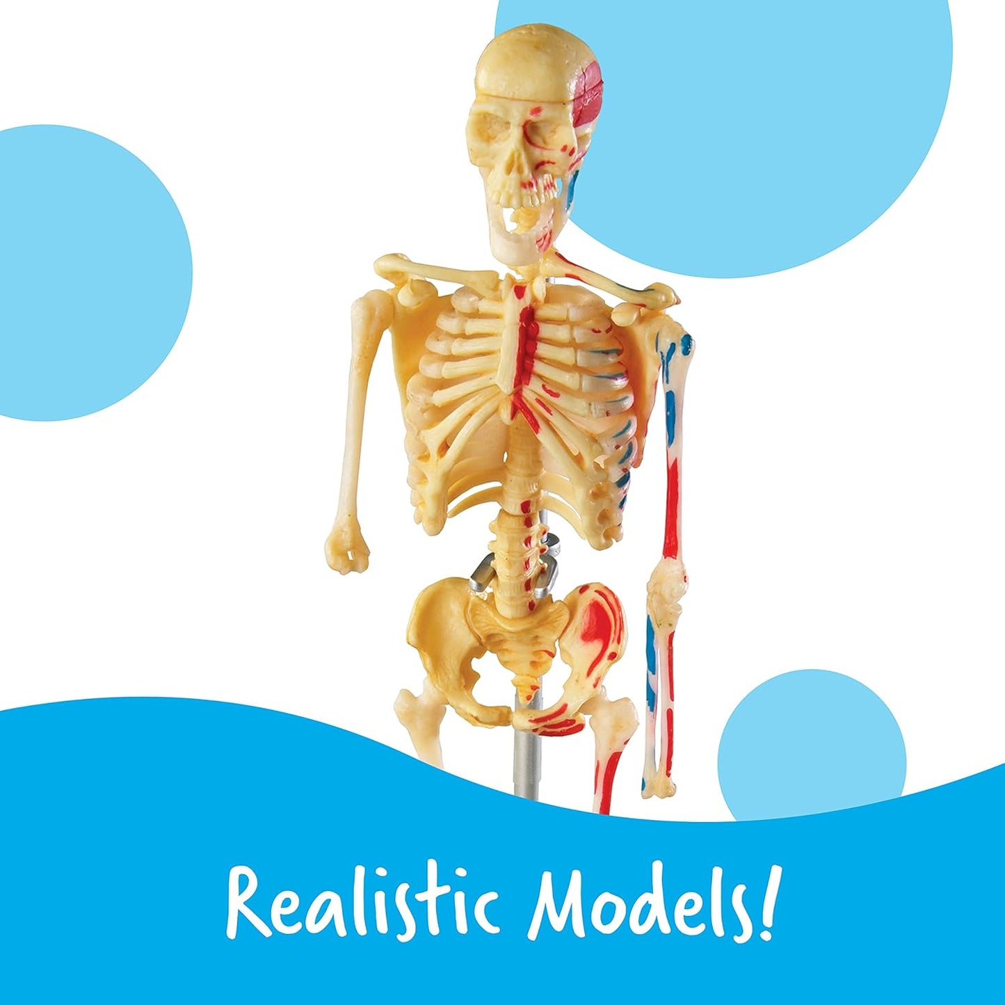 Anatomy Models Bundle: Skeleton & Human Body for Science Class