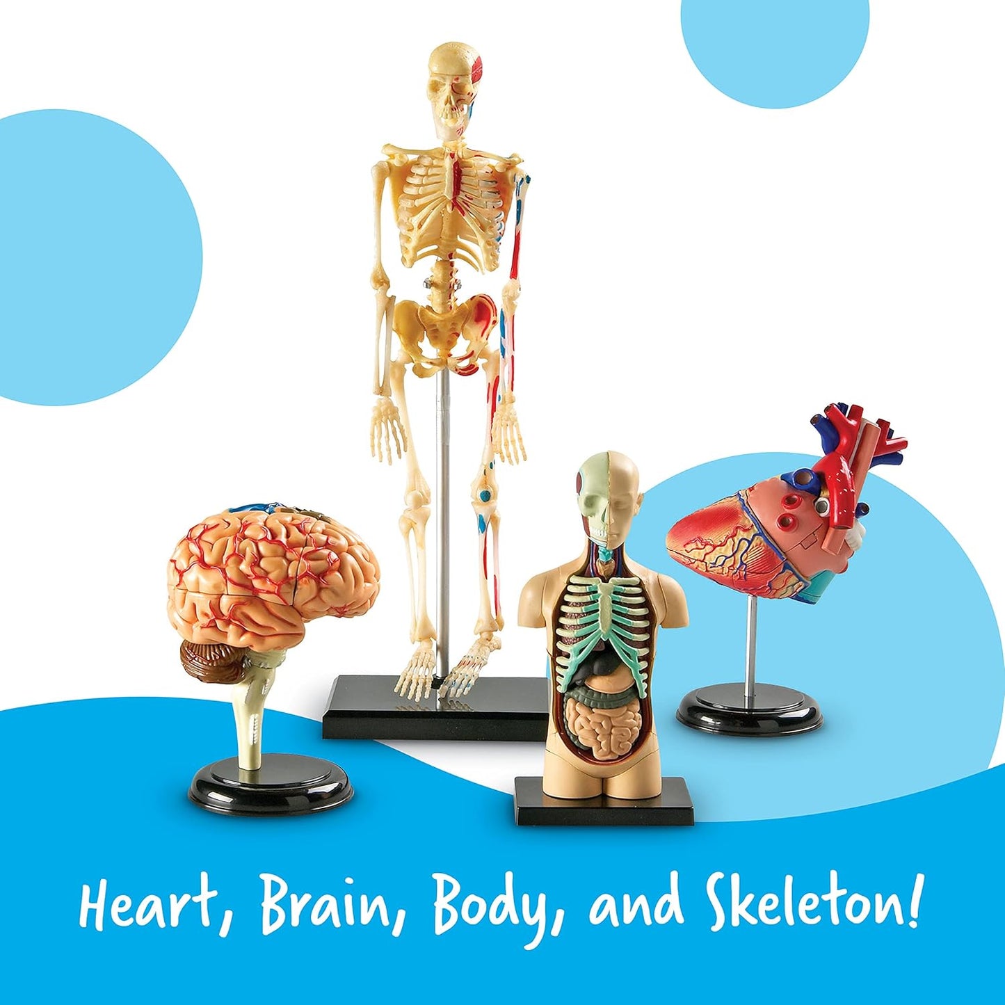 Anatomy Models Bundle: Skeleton & Human Body for Science Class
