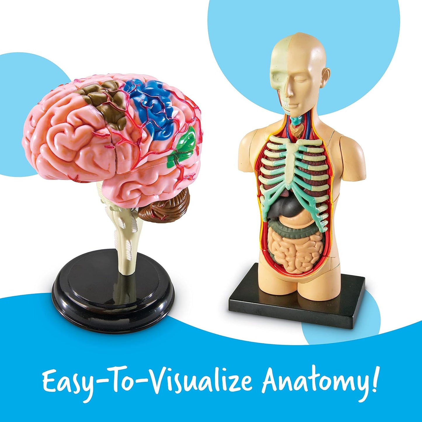 Anatomy Models Bundle: Skeleton & Human Body for Science Class