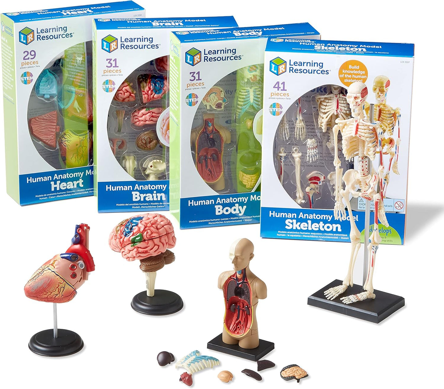 Anatomy Models Bundle: Skeleton & Human Body for Science Class