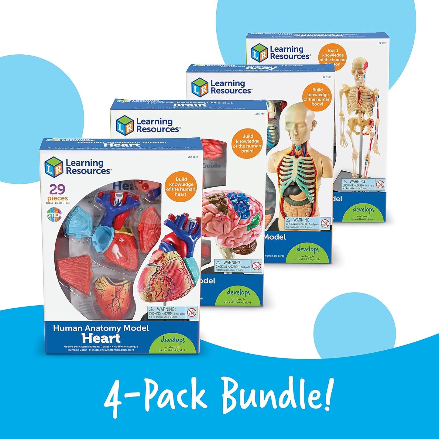Anatomy Models Bundle: Skeleton & Human Body for Science Class