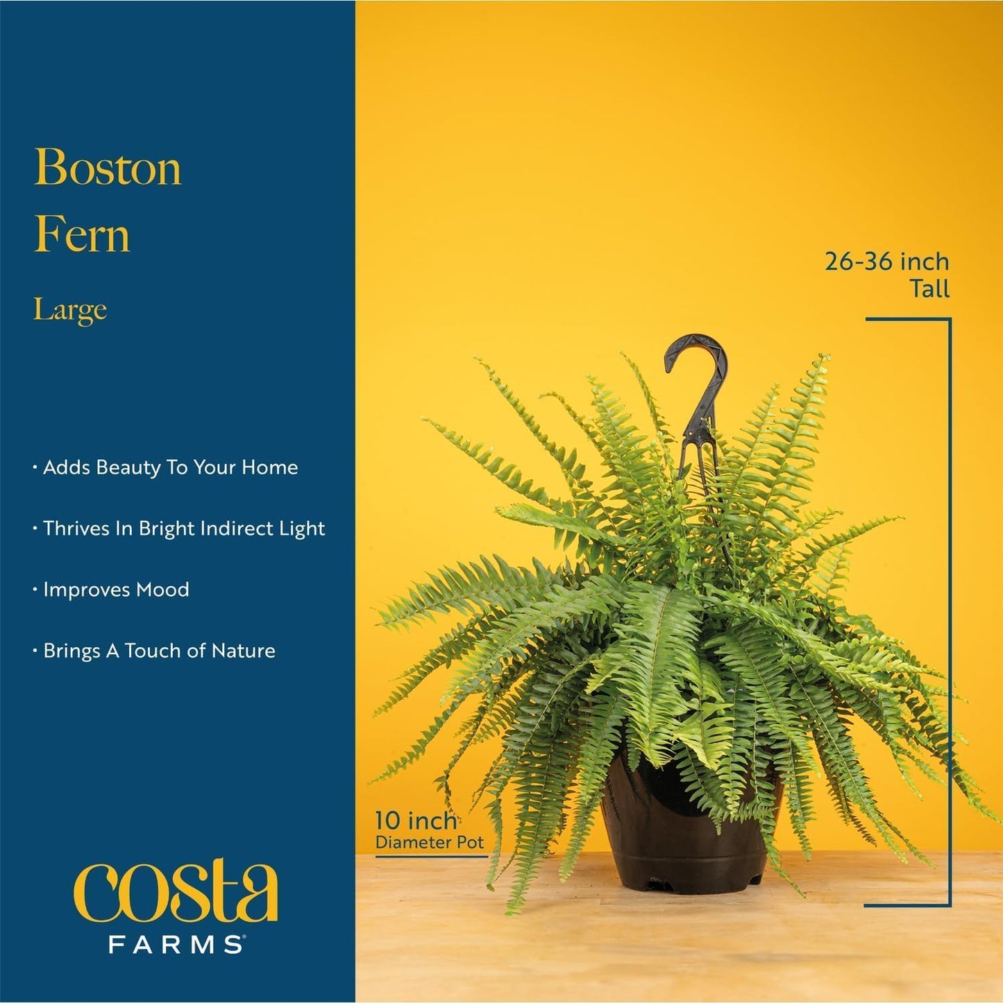 Boston Fern Live Plants (Pack of 2) – 2–3 Ft Tall & Wide Air-Purifying Indoor Outdoor Houseplants in Pots for Patio, Garden, Home or Office Décor
