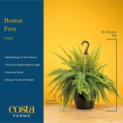 Boston Fern Live Plants (Pack of 2) – 2–3 Ft Tall & Wide Air-Purifying Indoor Outdoor Houseplants in Pots for Patio, Garden, Home or Office Décor