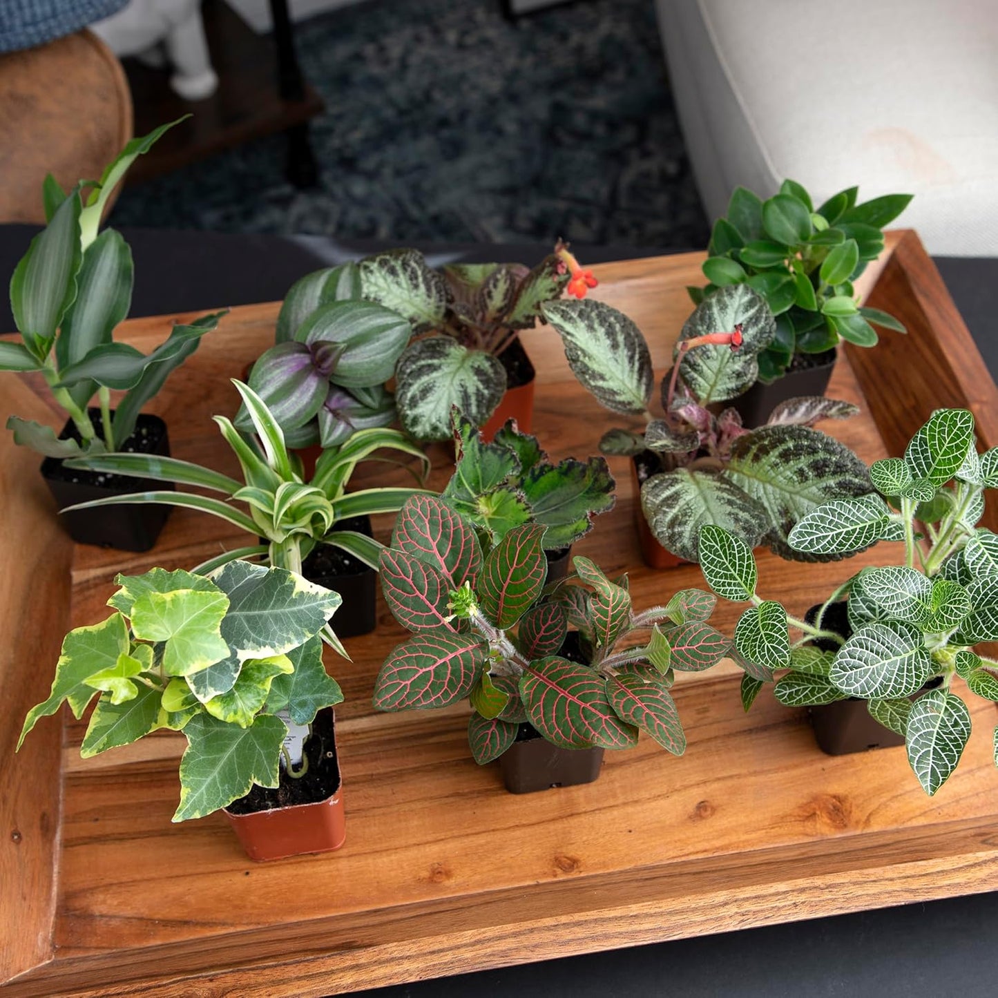Easy-to-Grow Live Houseplants (6 Pack) – Grower’s Choice Plants in Containers with Potting Soil Mix – Indoor Home Décor or Outdoor Garden Gift Set
