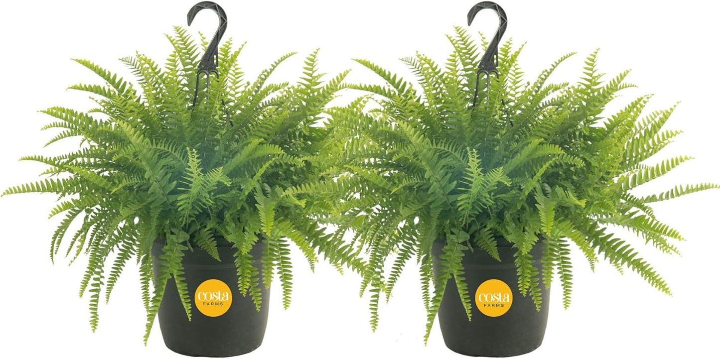 Boston Fern Live Plants (Pack of 2) – 2–3 Ft Tall & Wide Air-Purifying Indoor Outdoor Houseplants in Pots for Patio, Garden, Home or Office Décor