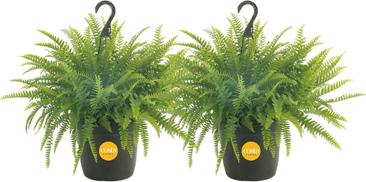 Boston Fern Live Plants (Pack of 2) – 2–3 Ft Tall & Wide Air-Purifying Indoor Outdoor Houseplants in Pots for Patio, Garden, Home or Office Décor