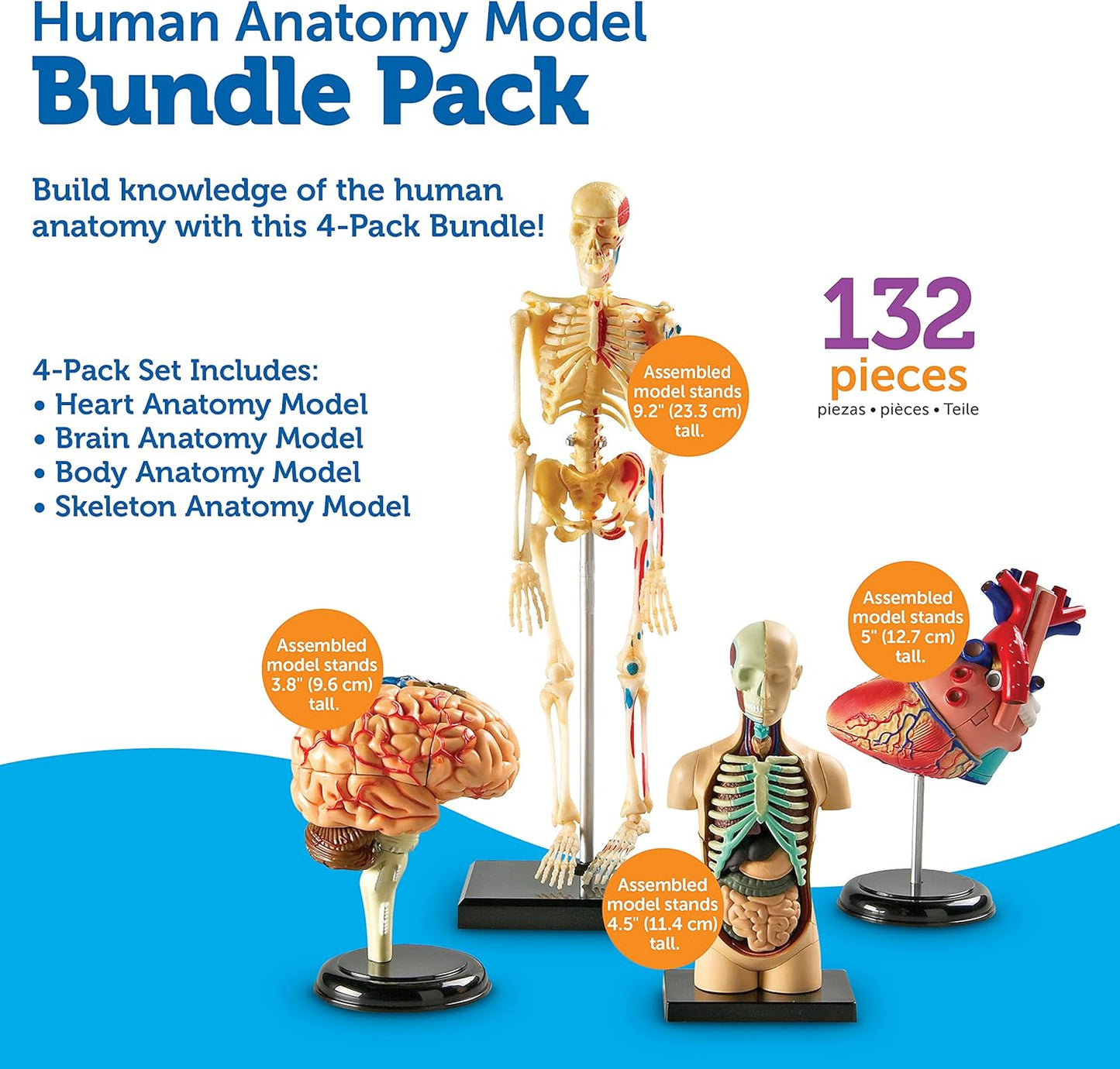 Anatomy Models Bundle: Skeleton & Human Body for Science Class