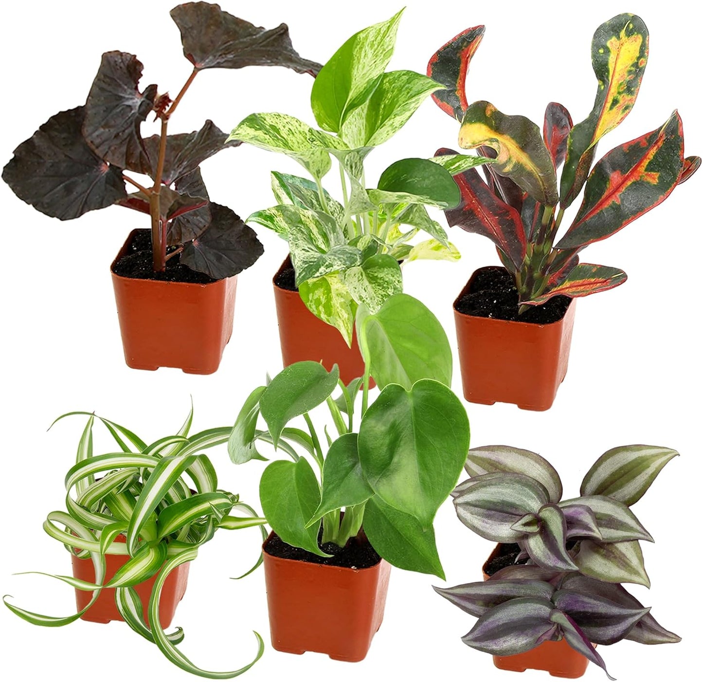 Easy-to-Grow Live Houseplants (6 Pack) – Grower’s Choice Plants in Containers with Potting Soil Mix – Indoor Home Décor or Outdoor Garden Gift Set