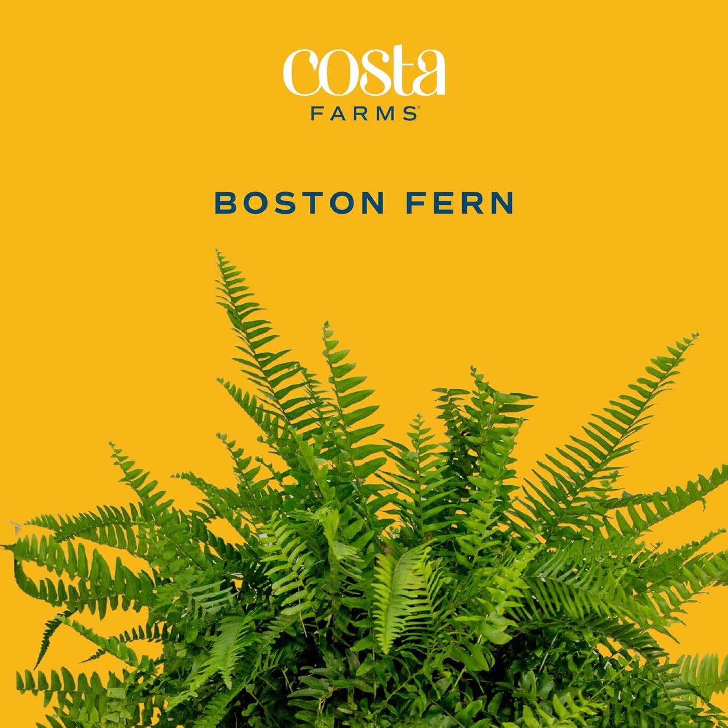 Boston Fern Live Plants (Pack of 2) – 2–3 Ft Tall & Wide Air-Purifying Indoor Outdoor Houseplants in Pots for Patio, Garden, Home or Office Décor