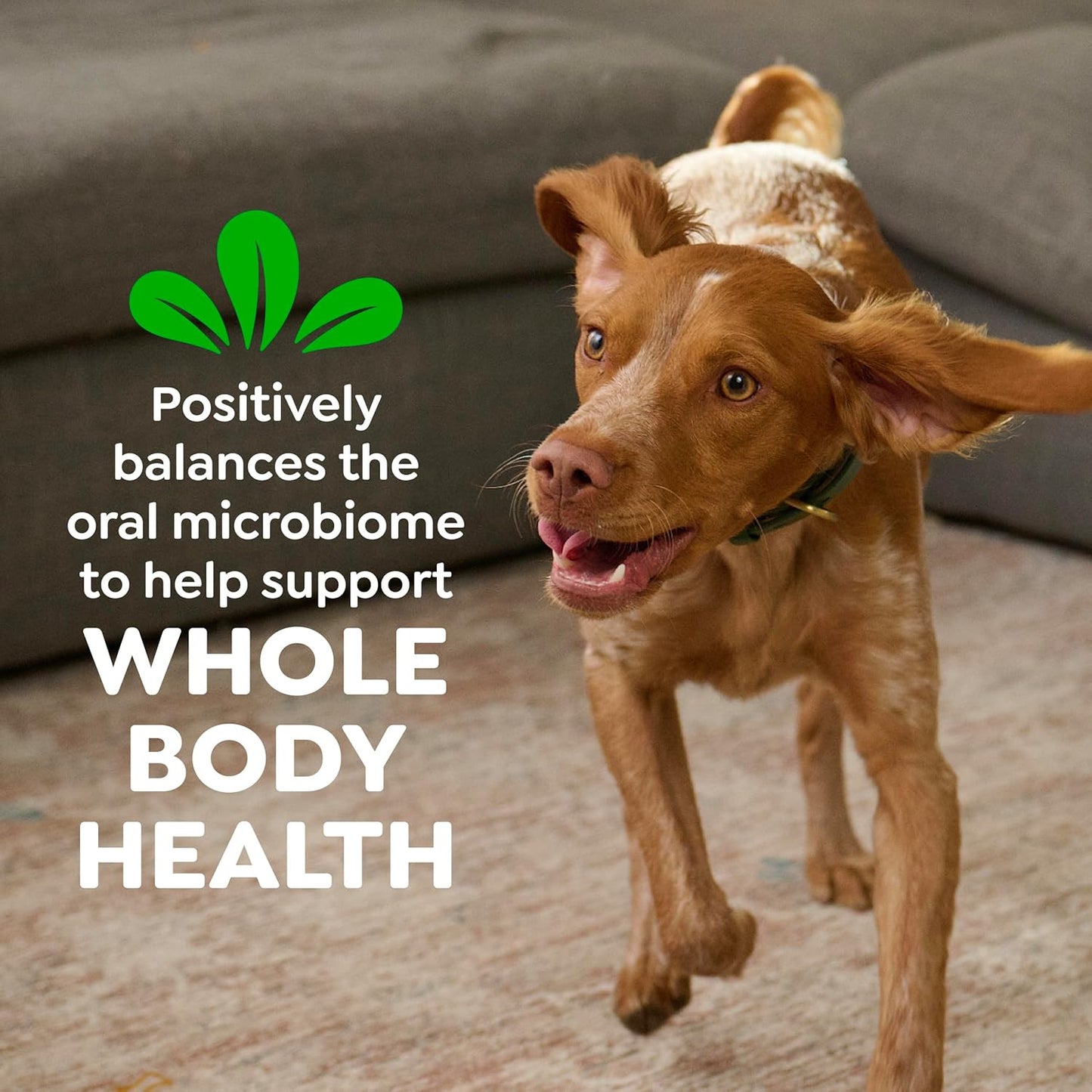 Veterinarian-Recommended Natural Dental Dog Treats – Original Flavor, Regular Size Dental Chews, 36 Count (36 oz)