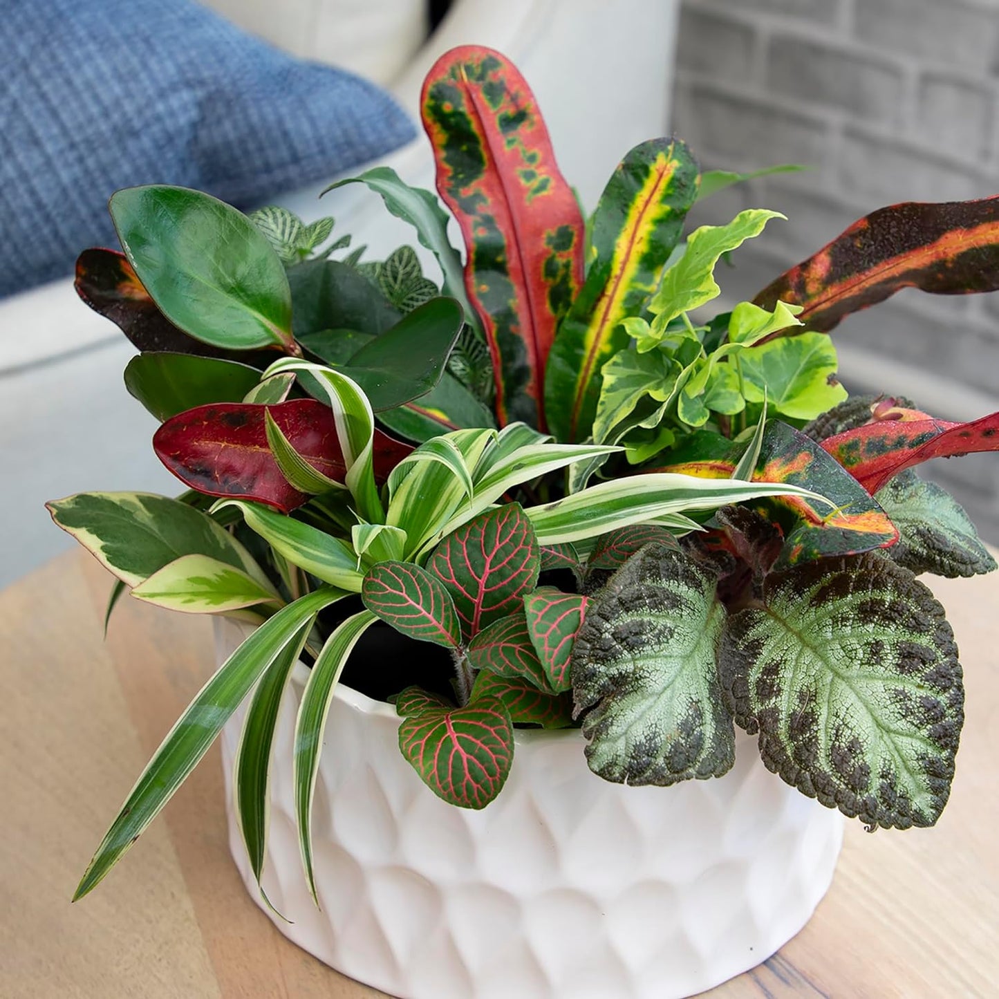 Easy-to-Grow Live Houseplants (6 Pack) – Grower’s Choice Plants in Containers with Potting Soil Mix – Indoor Home Décor or Outdoor Garden Gift Set