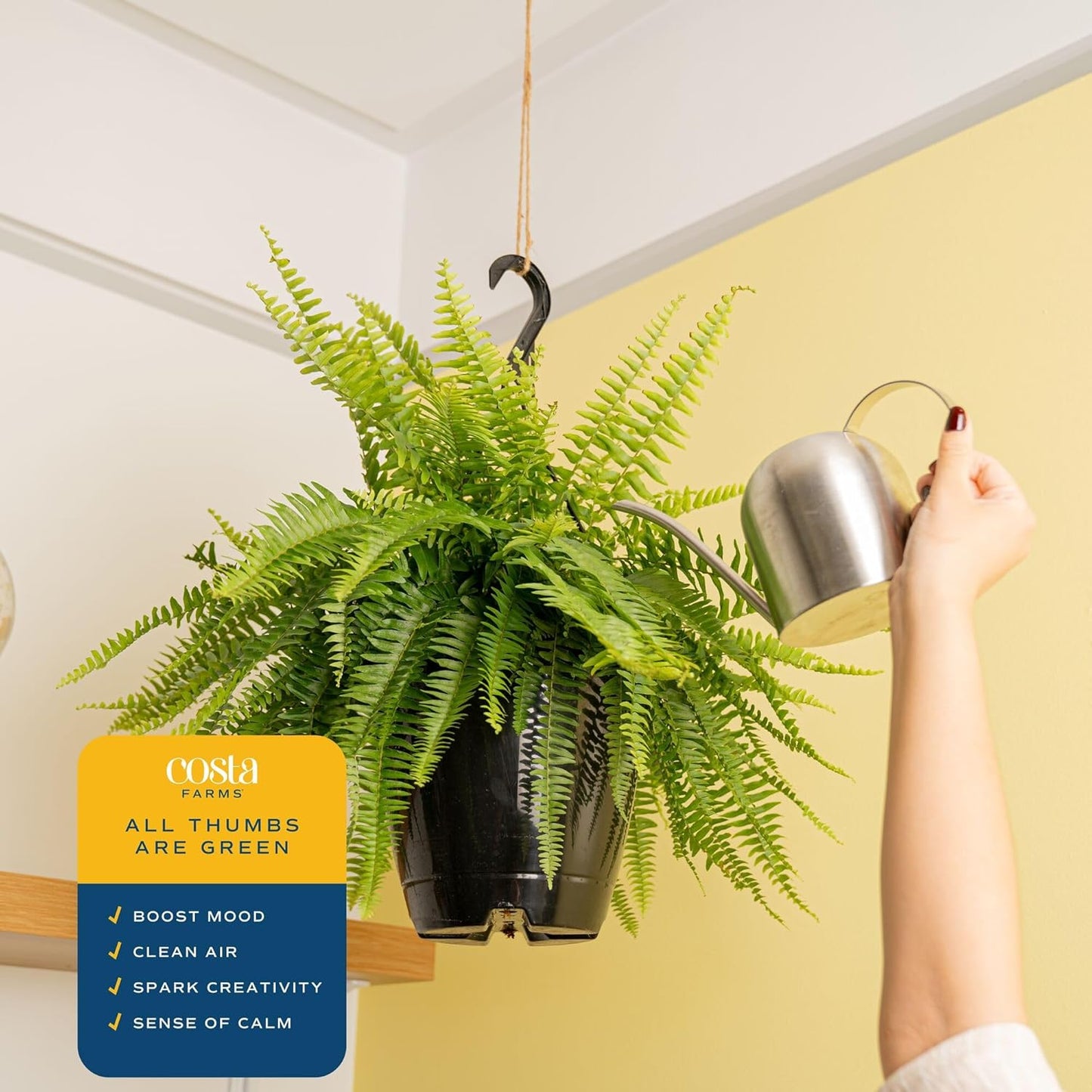 Boston Fern Live Plants (Pack of 2) – 2–3 Ft Tall & Wide Air-Purifying Indoor Outdoor Houseplants in Pots for Patio, Garden, Home or Office Décor