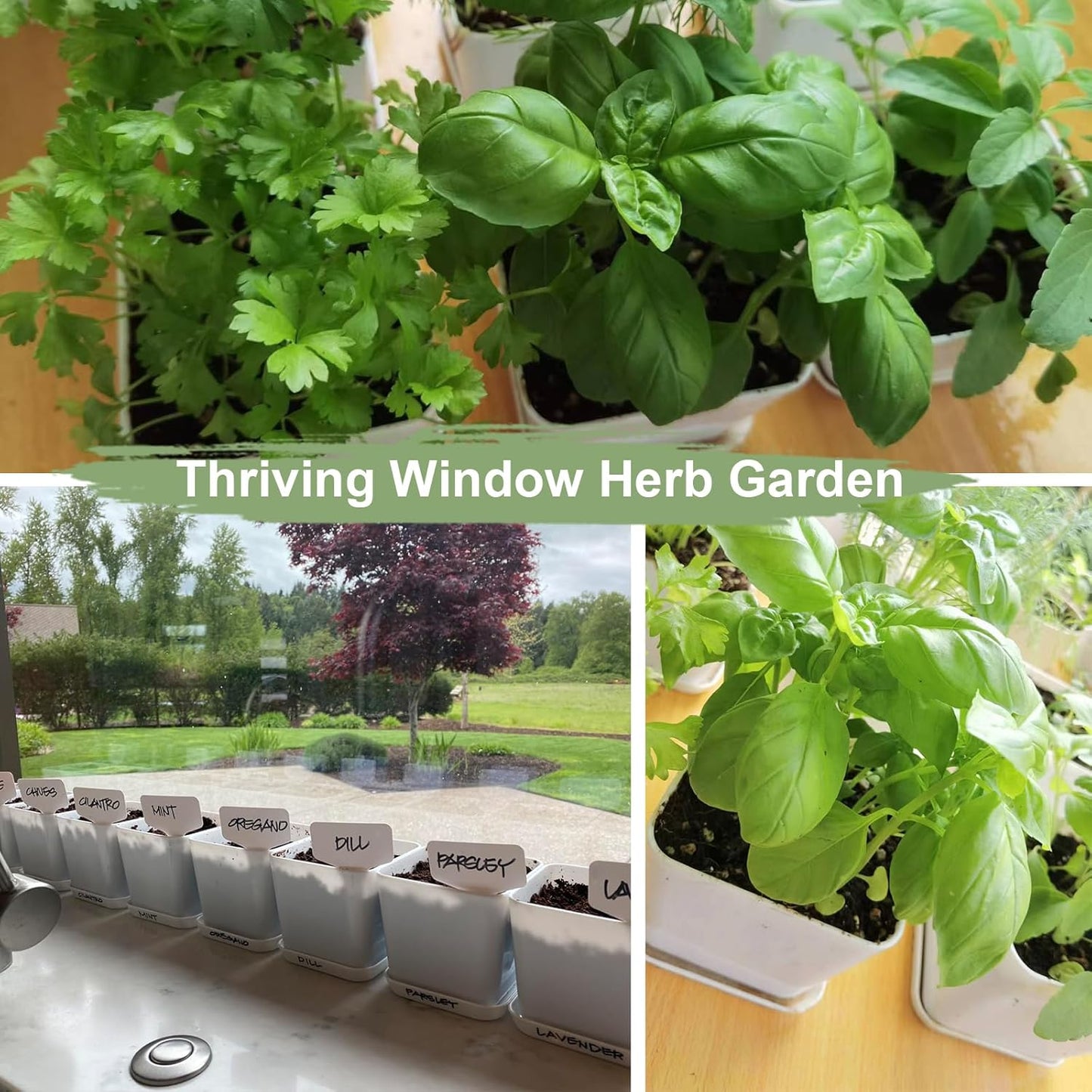 Indoor Herb Garden Kit – 10 Non-GMO Seeds with Pots, Soil & Moisture Meter