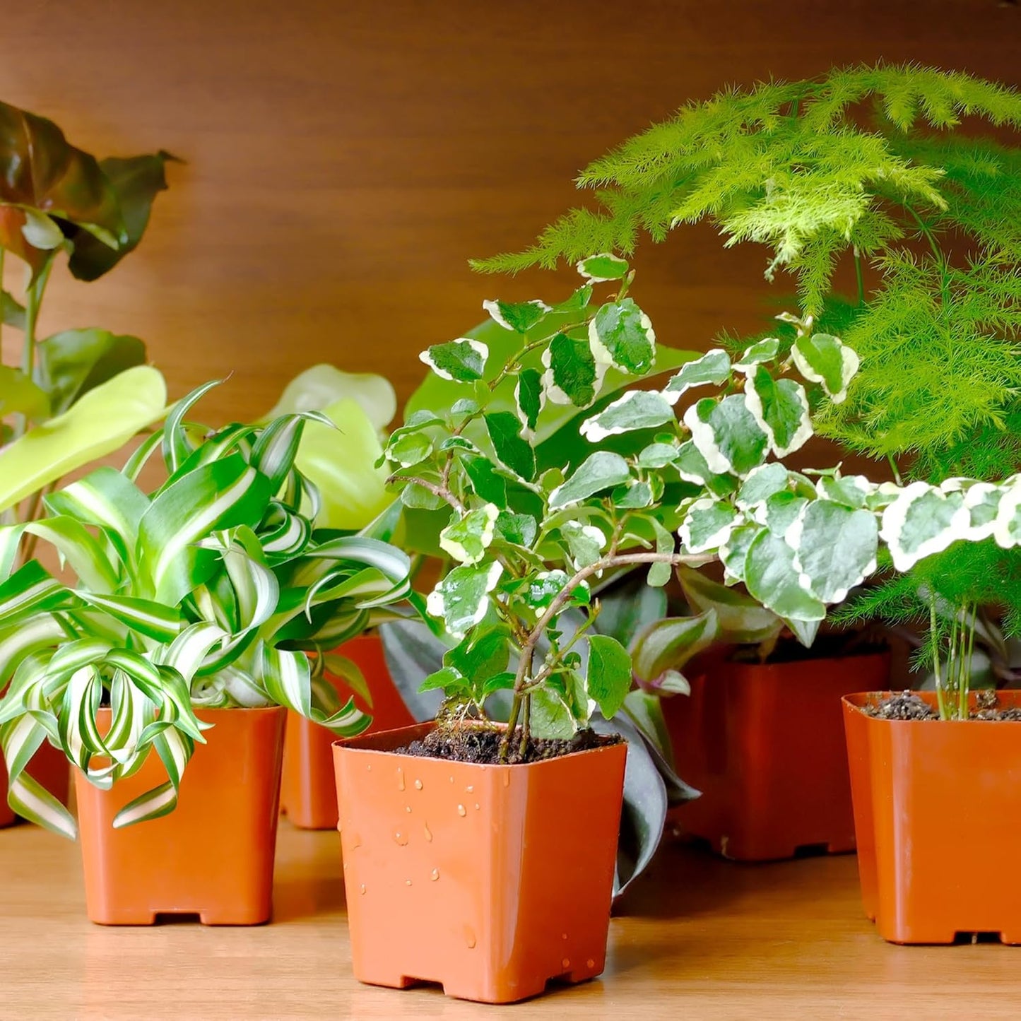 Easy-to-Grow Live Houseplants (6 Pack) – Grower’s Choice Plants in Containers with Potting Soil Mix – Indoor Home Décor or Outdoor Garden Gift Set