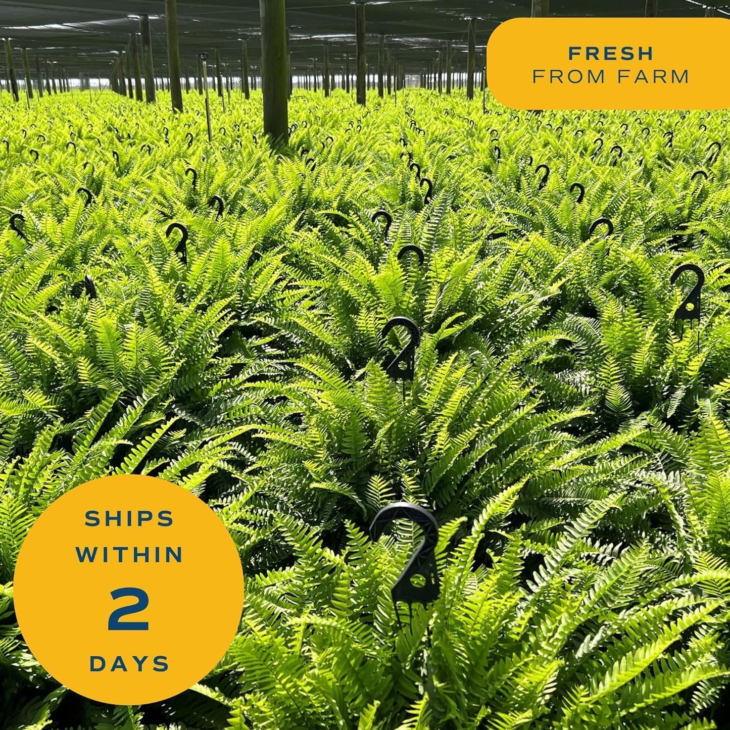 Boston Fern Live Plants (Pack of 2) – 2–3 Ft Tall & Wide Air-Purifying Indoor Outdoor Houseplants in Pots for Patio, Garden, Home or Office Décor