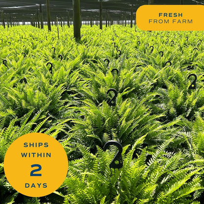 Boston Fern Live Plants (Pack of 2) – 2–3 Ft Tall & Wide Air-Purifying Indoor Outdoor Houseplants in Pots for Patio, Garden, Home or Office Décor