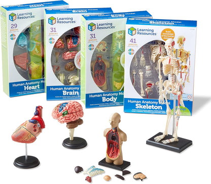 Anatomy Models Bundle: Skeleton & Human Body for Science Class