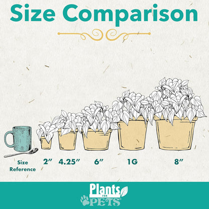 Easy-to-Grow Live Houseplants (6 Pack) – Grower’s Choice Plants in Containers with Potting Soil Mix – Indoor Home Décor or Outdoor Garden Gift Set