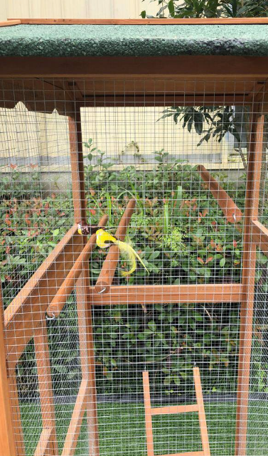 Outdoor Wooden Bird Cage